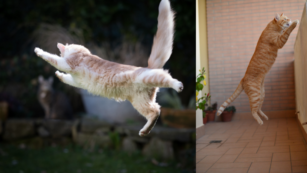 Awesome And Fantastic! The Secret To A Cat's Ability To Jump - Foster 