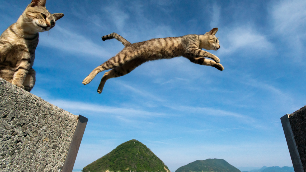 Awesome and fantastic! The secret to a cat's ability to jump Foster Family Cazco
