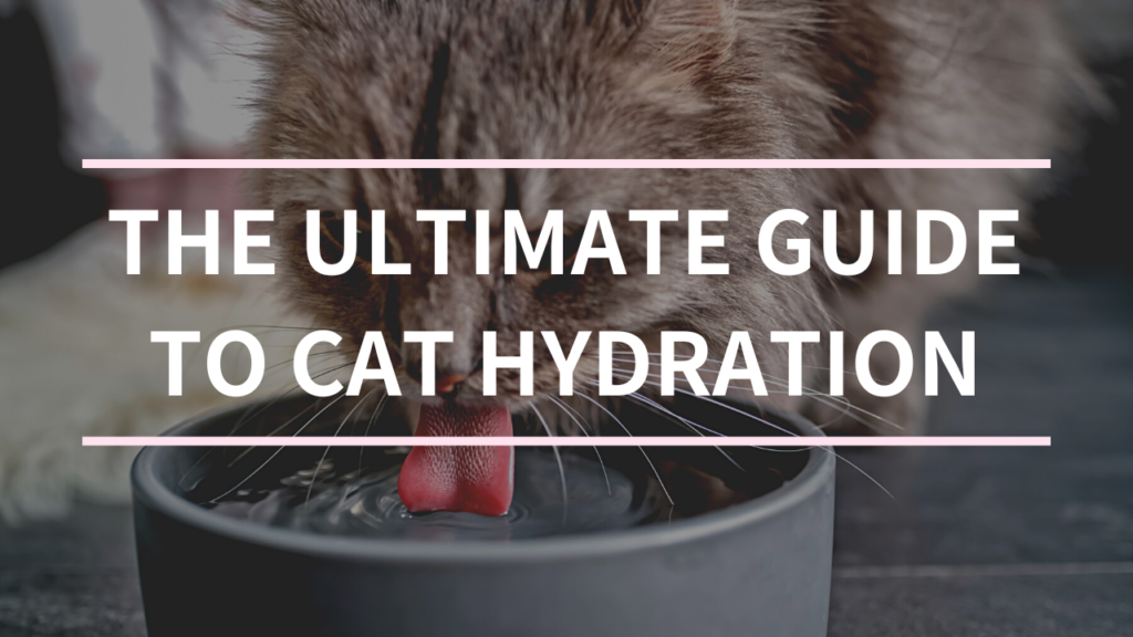 The Ultimate Guide to Cat Hydration How Much Water Do They Really Need