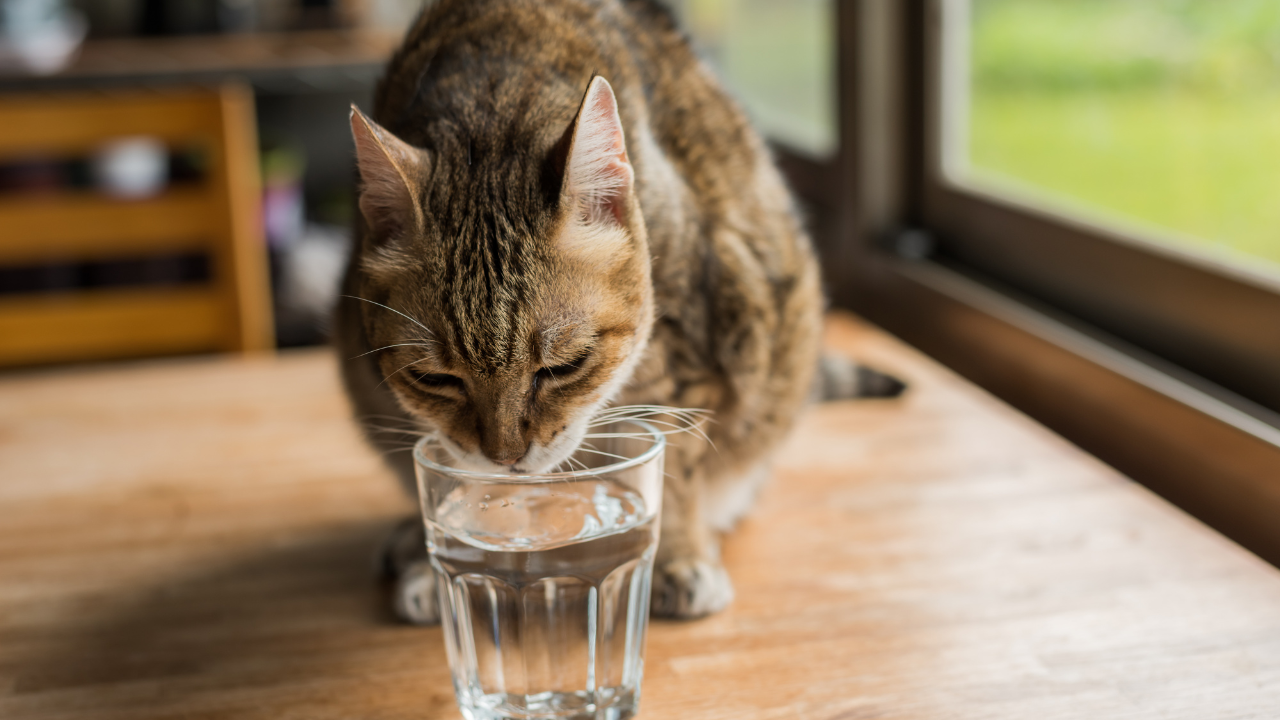 The Ultimate Guide to Cat Hydration How Much Water Do They Really Need